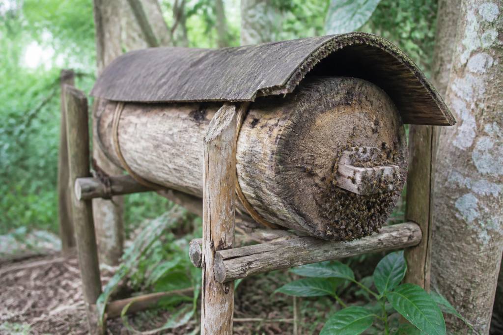 Abeilles bois : rôle, usage et importance dans l’apiculture naturelle