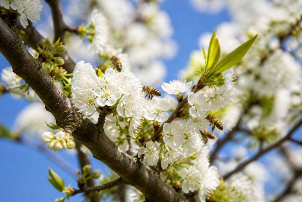 Arbre abeille : floraison, intérêt apicole et espèces mellifères