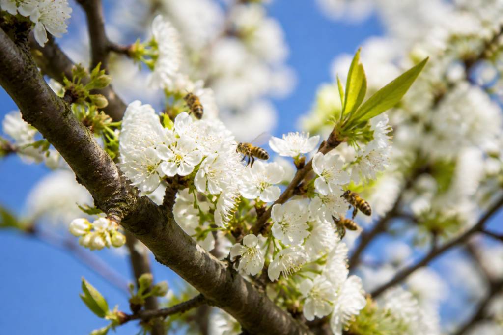 Arbre abeille : floraison, intérêt apicole et espèces mellifères