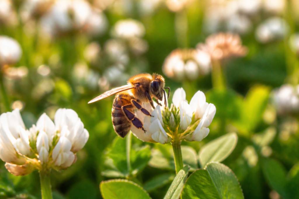 Abeille butine : comprendre le rôle essentiel de la butineuse dans la ruche
