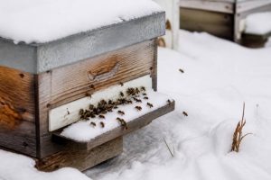 Abeille hivernage : comment protéger les colonies pendant l’hiver