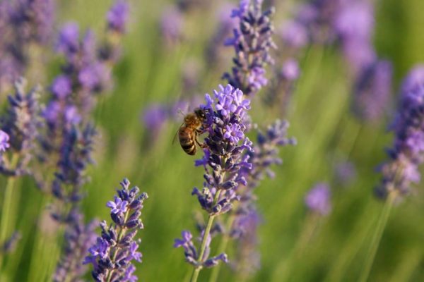 Abeille lavande : comment attirer les abeilles sur la lavande au jardin