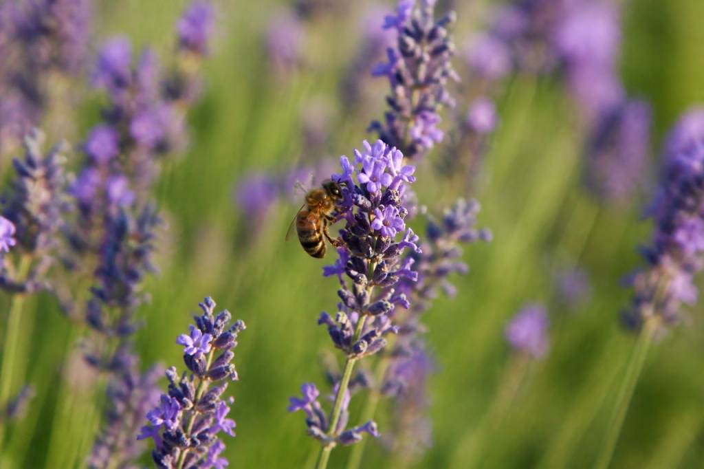 Abeille lavande : comment attirer les abeilles sur la lavande au jardin