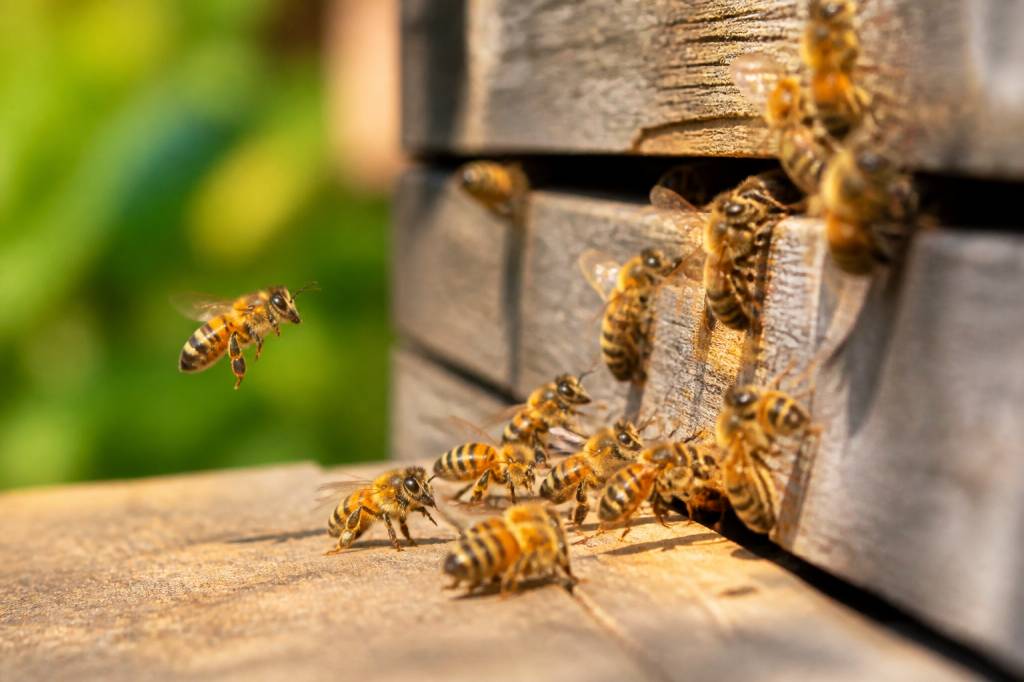 Abeille jaune : caractéristiques, comportement et rôle dans le rucher