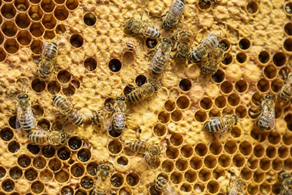 Alveole ruche abeille : comprendre leur rôle dans la ruche et la production de miel