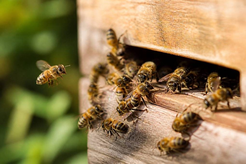 Abeille carnica : caractéristiques, comportement et avantages en apiculture