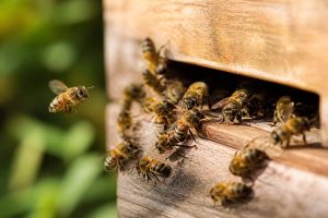 Abeille carnica : caractéristiques, comportement et avantages en apiculture