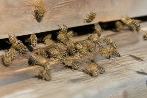 Abeille caucasienne : caractéristiques, comportement et atouts pour l’apiculture