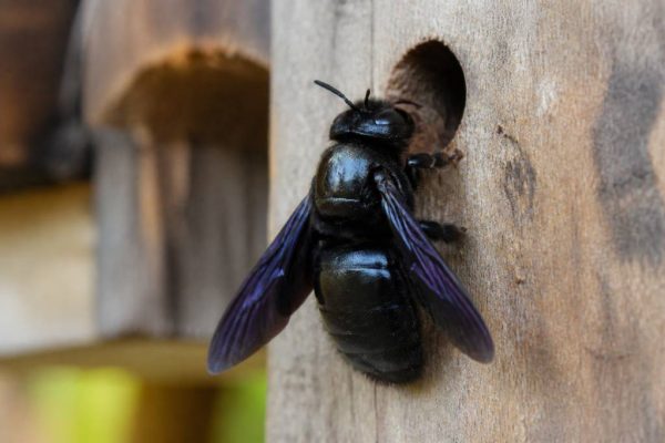 Abeille charpentière danger : comment l’identifier et protéger votre ruche