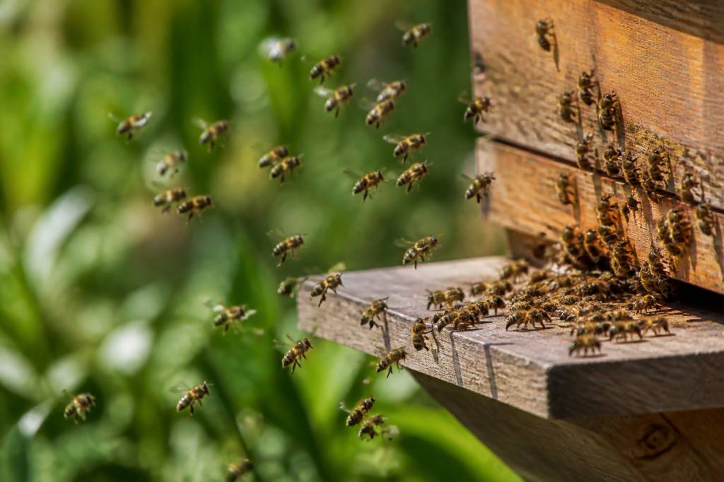 Attaque abeille : causes, signes et solutions pour protéger la ruche kelnyane