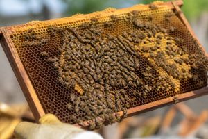Abeille italienne : caractéristiques, atouts et conduite en ruche kényane