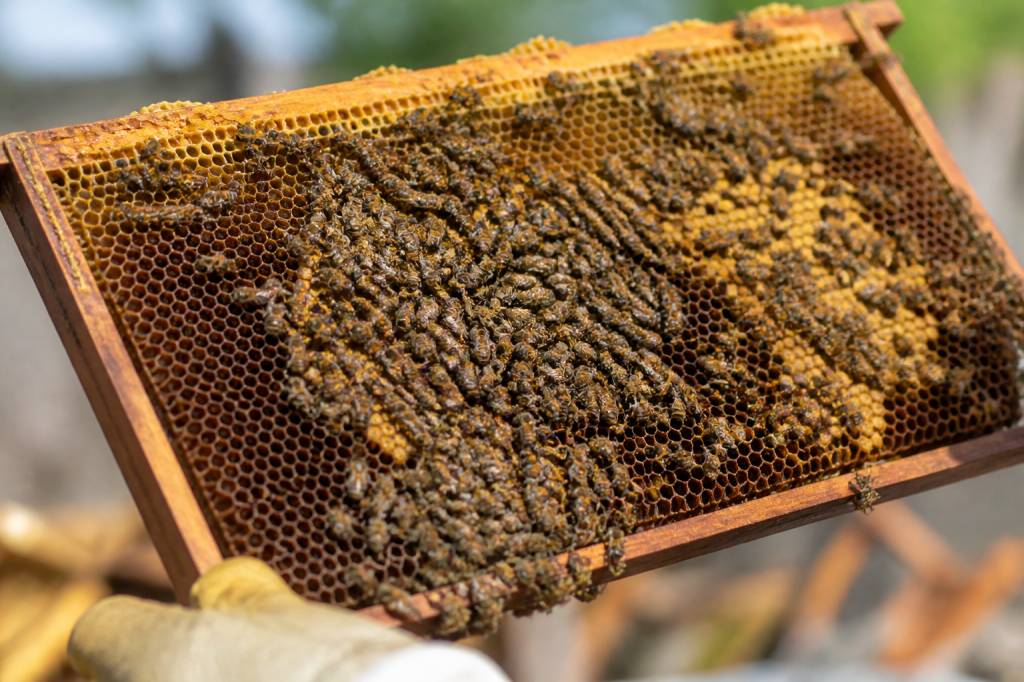 Abeille italienne : caractéristiques, atouts et conduite en ruche kényane