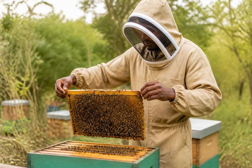 Éleveur d'abeille : rôle, compétences et bonnes pratiques en apiculture naturelle