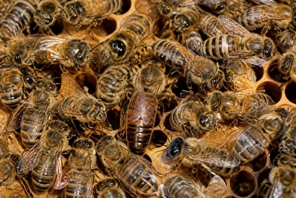 A quoi ressemble la reine des abeilles : reconnaître la reine dans la ruche