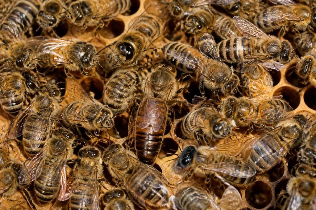 A quoi ressemble la reine des abeilles : reconnaître la reine dans la ruche