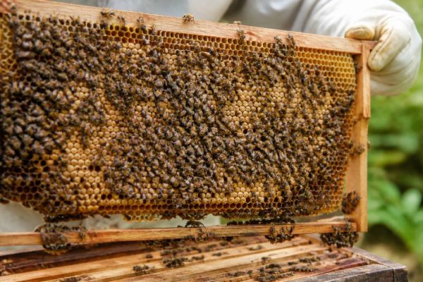 Abeilles races : comment choisir les meilleures races d’abeilles pour votre rucher