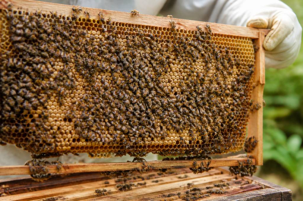 Abeilles races : comment choisir les meilleures races d’abeilles pour votre rucher