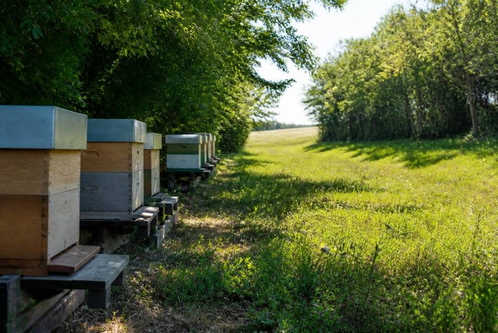 Distance abeille ruche : quelle distance respecter pour un rucher efficace ?
