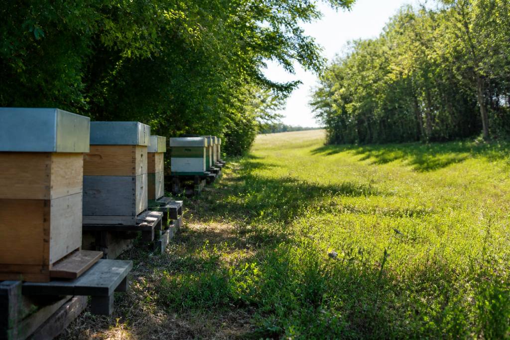 Distance abeille ruche : quelle distance respecter pour un rucher efficace ?
