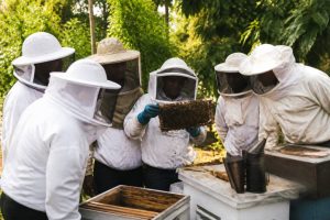 Forum apiculteurs : échanges, conseils et bonnes pratiques pour réussir en apiculture