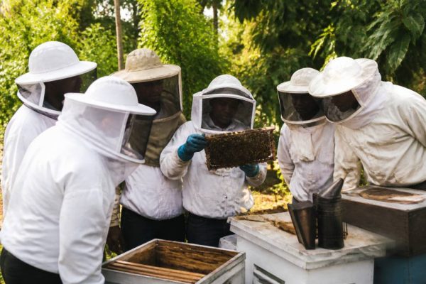 Forum apiculteurs : échanges, conseils et bonnes pratiques pour réussir en apiculture