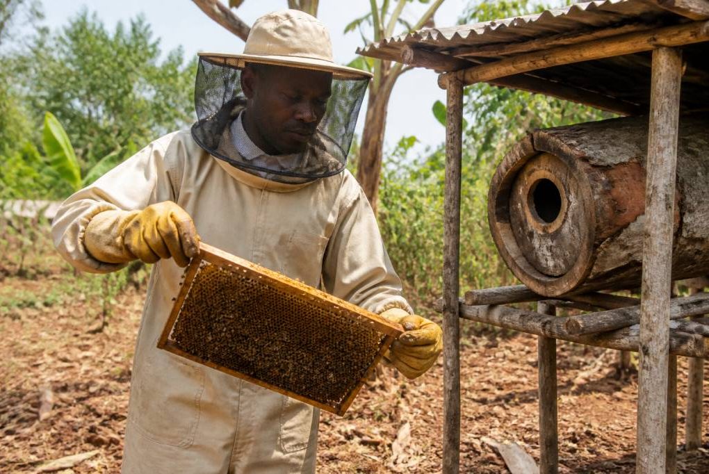 Devenir apiculteur professionnel : guide complet pour réussir dans l’apiculture à la ruche kényane