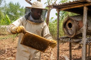 Devenir apiculteur professionnel : guide complet pour réussir dans l’apiculture à la ruche kényane