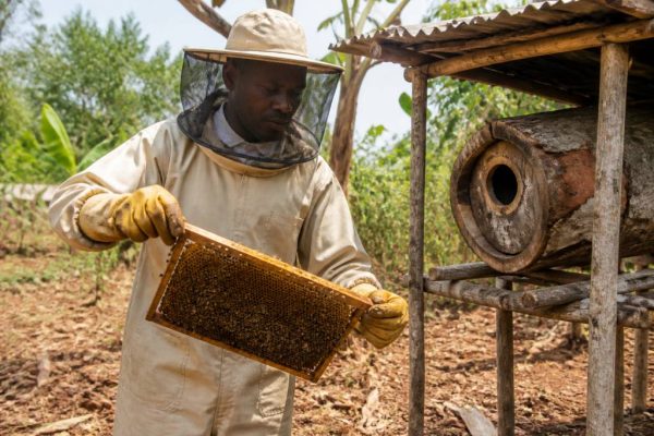 Devenir apiculteur professionnel : guide complet pour réussir dans l’apiculture à la ruche kényane