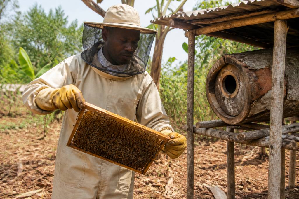 Devenir apiculteur professionnel : guide complet pour réussir dans l’apiculture à la ruche kényane