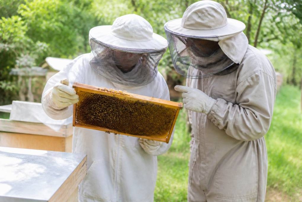 Formation apiculture cpf : comment se former à l’apiculture avec le cpf