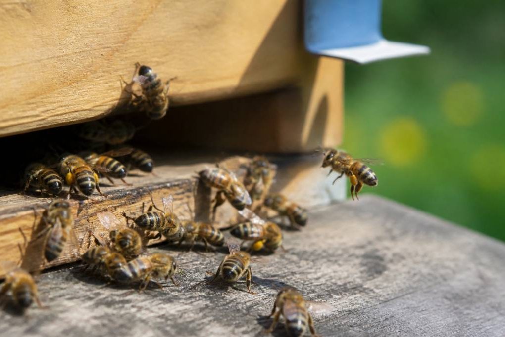 Abeilles italiennes : caractéristiques, comportement et intérêt pour l’apiculture