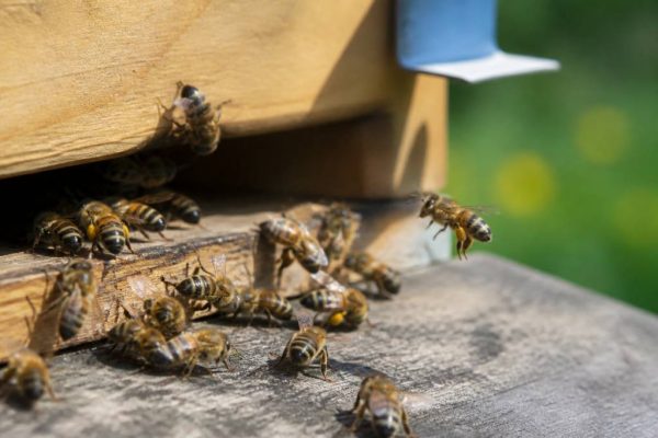 Abeilles italiennes : caractéristiques, comportement et intérêt pour l’apiculture