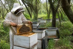 Combien de ruches pour en vivre : estimation du nombre de ruches pour vivre de l’apiculture