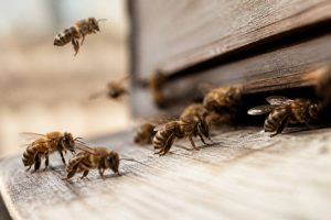 Abeilles especes : reconnaître les principales espèces d’abeilles en apiculture