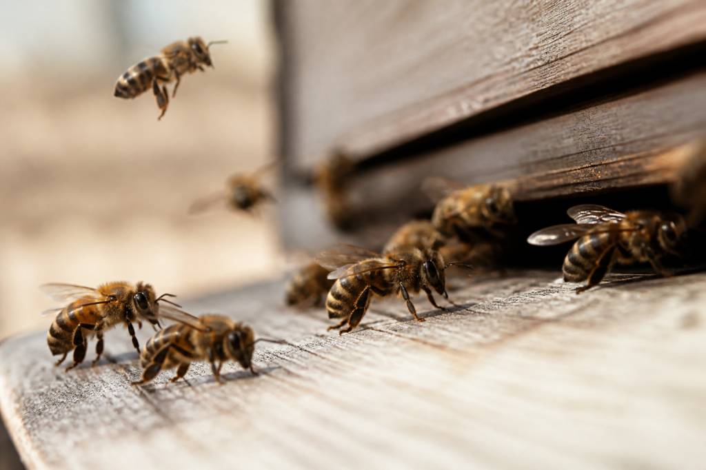 Abeilles especes : reconnaître les principales espèces d’abeilles en apiculture