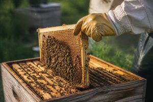 Ruches bourdonneuses : causes, signes et solutions pour un rucher en bonne santé