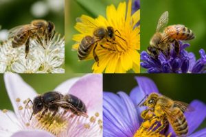 Abeille couleur : comment reconnaître les différentes teintes des abeilles et leur signification apicole