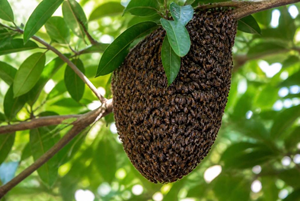 Nid d’abeilles que faire face à un essaim dans votre jardin