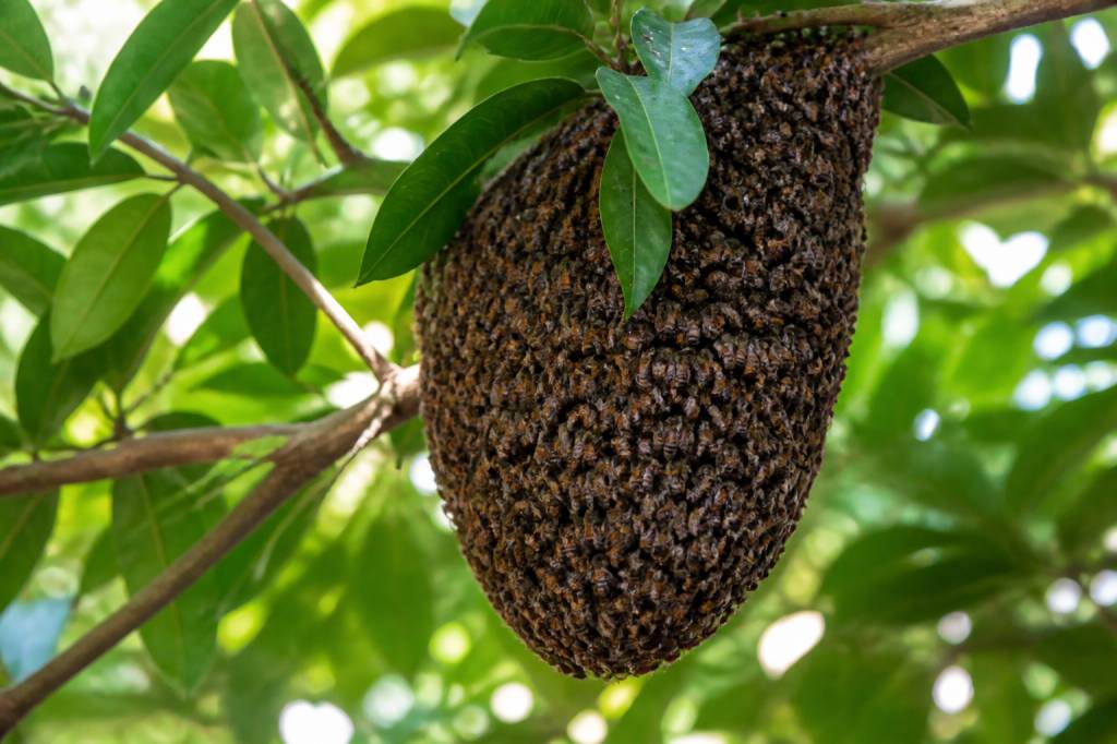 Nid d’abeilles que faire face à un essaim dans votre jardin