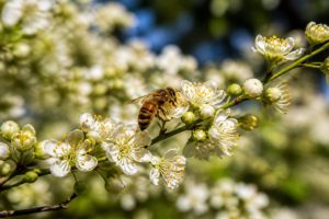 Liste plantes mellifères : quelles espèces favoriser pour un rucher productif
