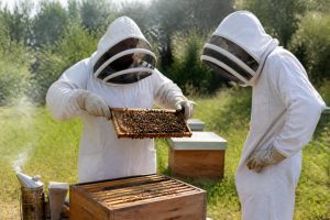 Formation apiculteur : apprendre les bases pour réussir en apiculture