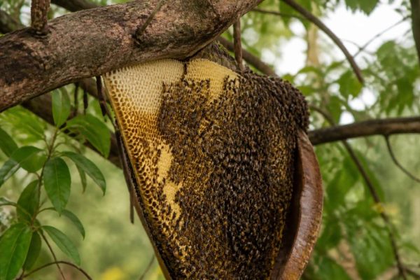 Chasse abeilles combien de temps faut-il pour retrouver une ruche saine ?