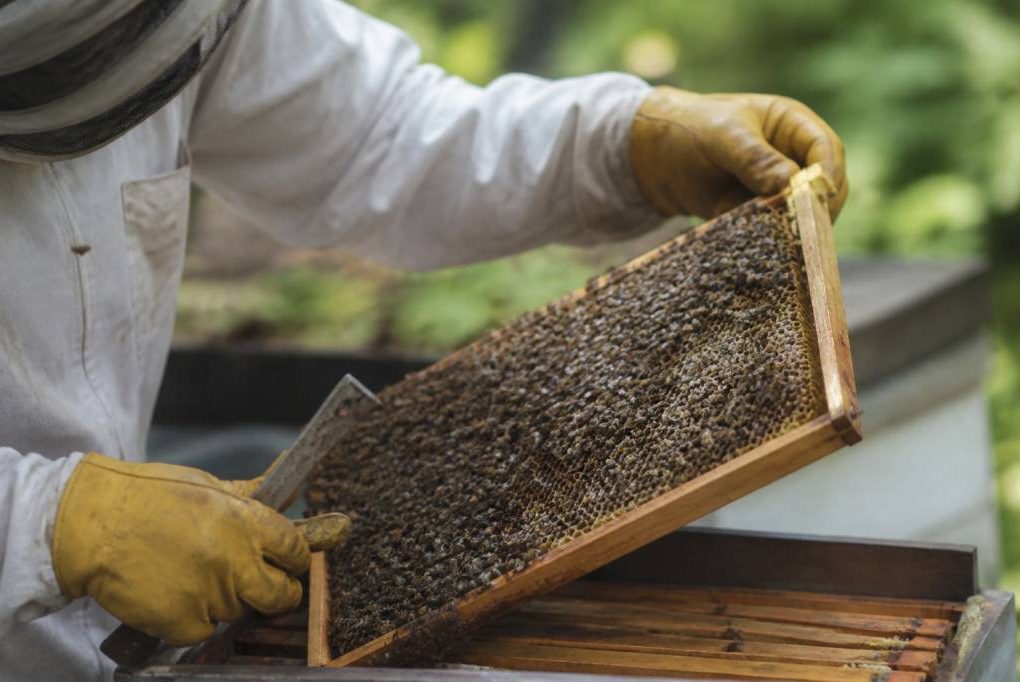 Abeille sous ordres : comment comprendre son comportement au rucher