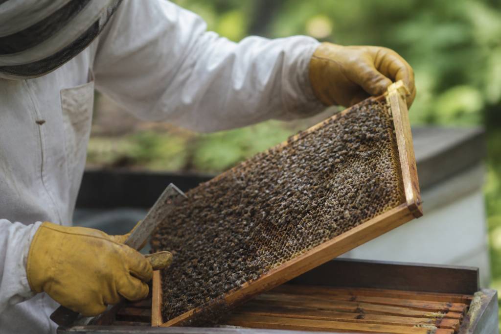 Abeille sous ordres : comment comprendre son comportement au rucher