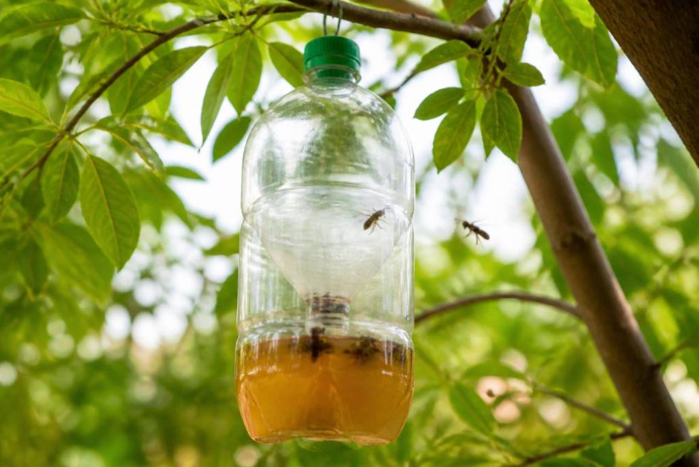 Quel mélange pour piège à frelon efficace en apiculture