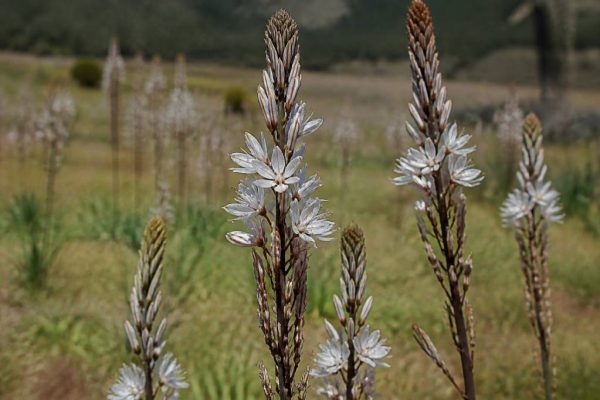 Asphodèle bienfaits : usages, propriétés et vertus de cette plante mellifère