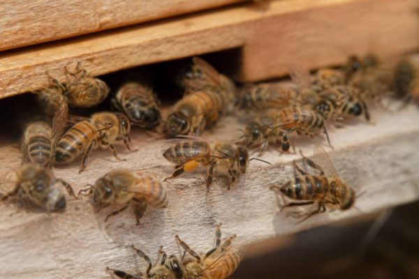Abeille travailleuse : comprendre son rôle essentiel dans la ruche kényane