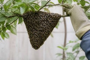 Récupération essaim abeille : méthodes efficaces pour capturer un essaim en toute sécurité