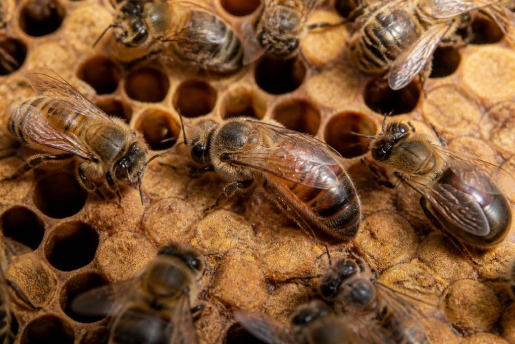 Abeille reine, ouvrière et faux bourdon : comprendre le rôle de chaque abeille dans la ruche