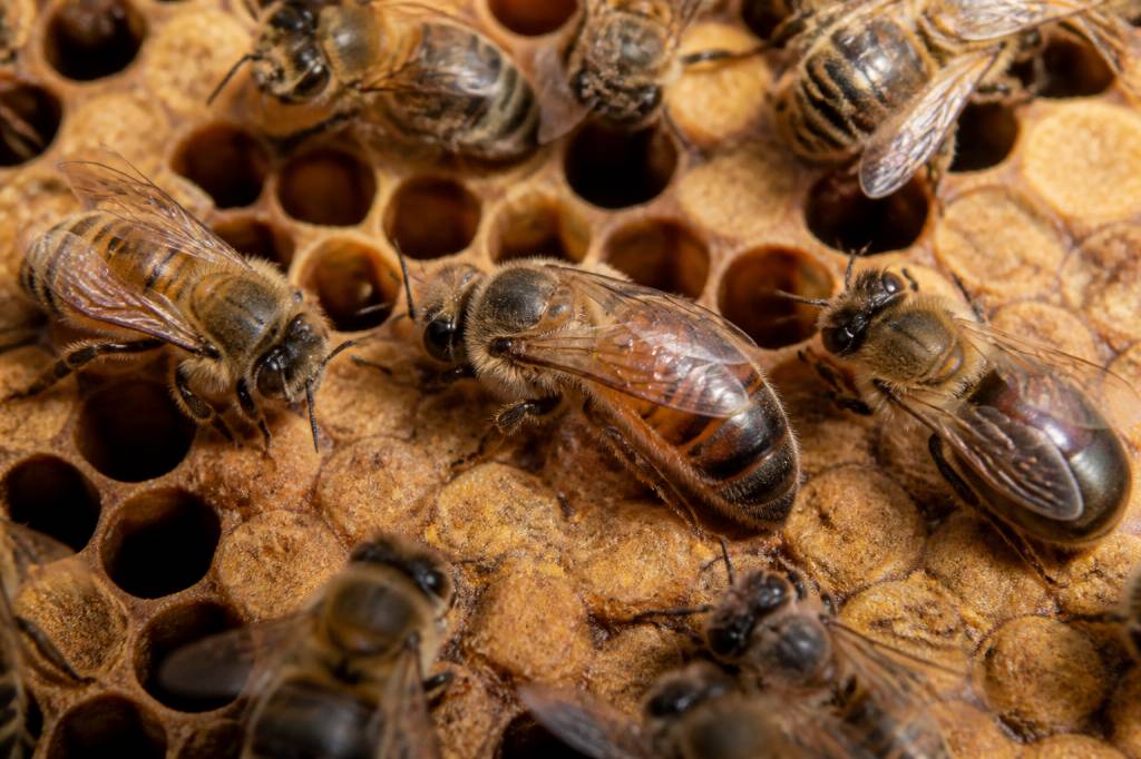 Abeille reine, ouvrière et faux bourdon : comprendre le rôle de chaque abeille dans la ruche